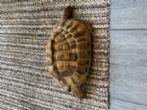 Hermanns : Female approx 12 years old (Shelly)